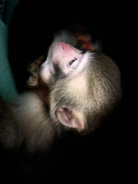 おさるランド＆アニタウン　日光さる軍団劇場に投稿された画像（2020/11/26）