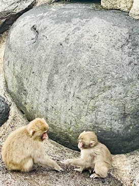 おさるランド＆アニタウン　日光さる軍団劇場に投稿された画像（2020/11/26）