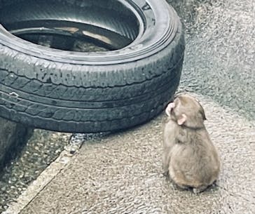 おさるランド＆アニタウン　日光さる軍団劇場に投稿された画像（2020/11/26）