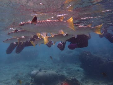 沖縄ダイビングショップシーモールに投稿された画像（2020/11/26）