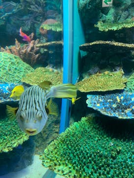 サンシャイン水族館に投稿された画像（2020/11/26）