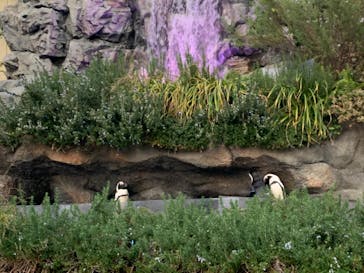 サンシャイン水族館に投稿された画像（2020/11/26）