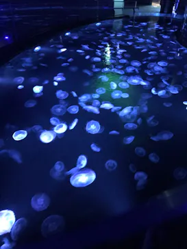 すみだ水族館に投稿された画像（2020/11/26）