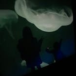 すみだ水族館に投稿された画像（2020/11/26）