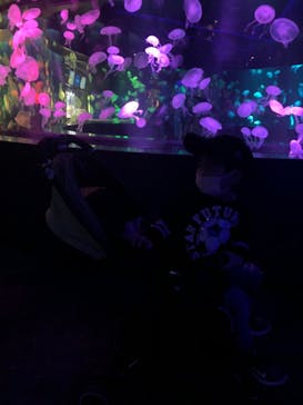 京都水族館に投稿された画像（2020/11/26）