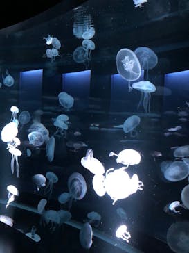 京都水族館に投稿された画像（2020/11/26）