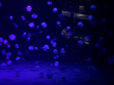 京都水族館に投稿された画像（2020/11/26）