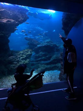 京都水族館に投稿された画像（2020/11/26）