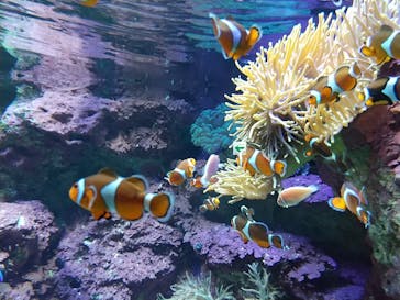 サンシャイン水族館に投稿された画像（2020/11/26）