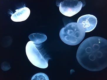 サンシャイン水族館に投稿された画像（2020/11/26）