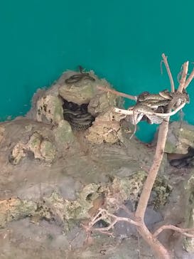 おきなわワールドに投稿された画像（2020/11/26）