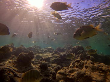 DIVING-SHOP SUNSに投稿された画像（2020/11/26）