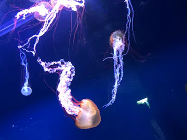 すみだ水族館に投稿された画像（2020/11/26）