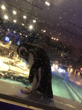 すみだ水族館に投稿された画像（2020/11/26）