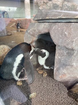 京都水族館に投稿された画像（2020/11/26）