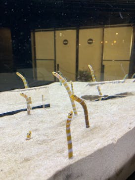 京都水族館に投稿された画像（2020/11/26）