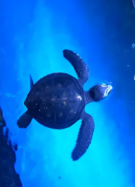 すみだ水族館に投稿された画像（2020/11/26）