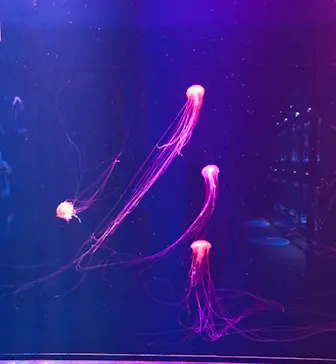 すみだ水族館に投稿された画像（2020/11/26）