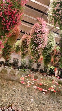 なばなの里に投稿された画像（2020/11/26）