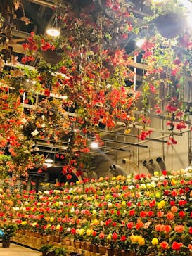 なばなの里に投稿された画像（2020/11/26）