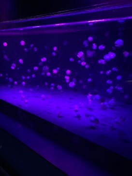 京都水族館に投稿された画像（2020/11/27）