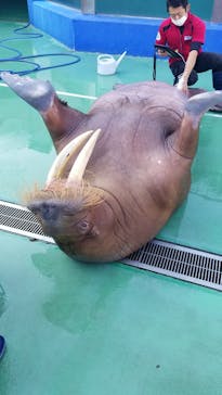 ゼロ距離水族館 伊勢シーパラダイスに投稿された画像（2020/11/27）