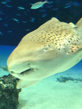 サンシャイン水族館に投稿された画像（2020/11/27）