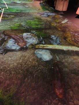 京都水族館に投稿された画像（2020/11/27）