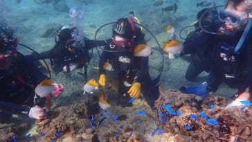 ダイビングショップ Sea Free（シーフリー）に投稿された画像（2020/11/27）