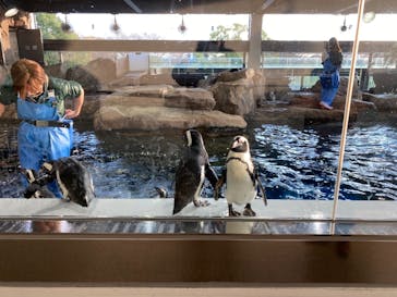 京都水族館に投稿された画像（2020/11/27）