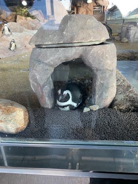 京都水族館に投稿された画像（2020/11/27）