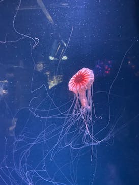 京都水族館に投稿された画像（2020/11/27）