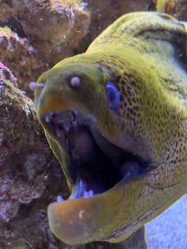 京都水族館に投稿された画像（2020/11/27）