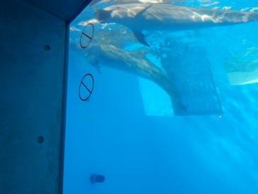 九十九島水族館海きららに投稿された画像（2020/11/27）