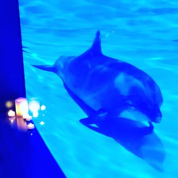 アクアワールド茨城県大洗水族館に投稿された画像（2020/11/27）