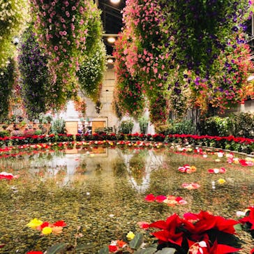 なばなの里に投稿された画像（2020/11/27）