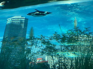 サンシャイン水族館に投稿された画像（2020/11/27）
