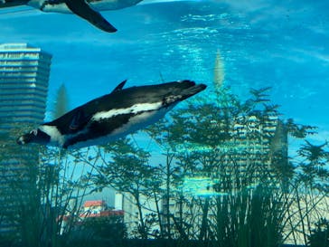 サンシャイン水族館に投稿された画像（2020/11/27）