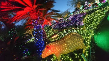 伊豆ぐらんぱる公園に投稿された画像（2020/11/27）