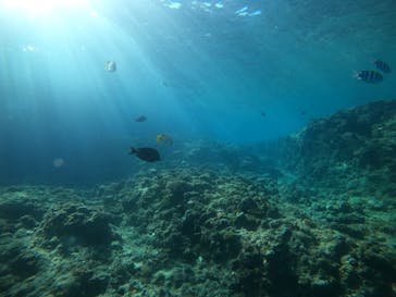 DIVING-SHOP SUNSに投稿された画像（2020/11/28）