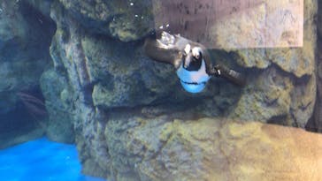 京都水族館に投稿された画像（2020/11/28）