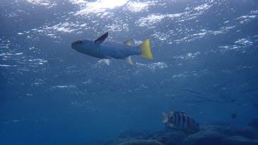 ダイビングショップ Sea Free（シーフリー）に投稿された画像（2020/11/28）