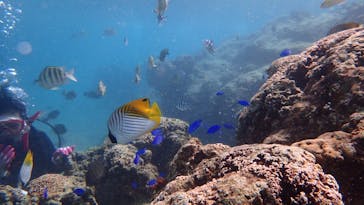 ダイビングショップ Sea Free（シーフリー）に投稿された画像（2020/11/28）