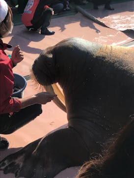 ゼロ距離水族館 伊勢シーパラダイスに投稿された画像（2020/11/28）