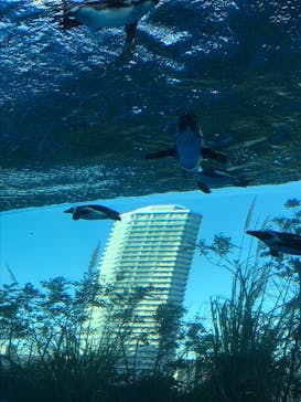 サンシャイン水族館に投稿された画像（2020/11/28）
