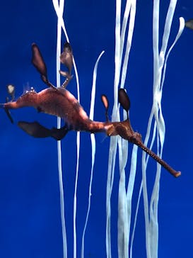 サンシャイン水族館に投稿された画像（2020/11/28）