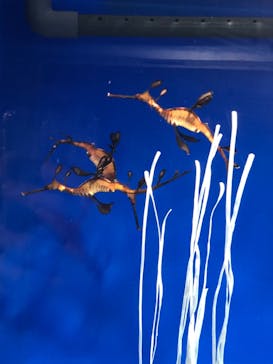 サンシャイン水族館に投稿された画像（2020/11/28）