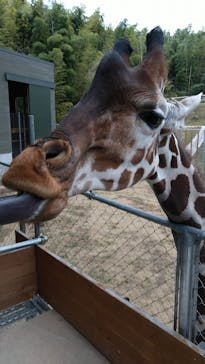 しろとり動物園に投稿された画像（2020/11/28）