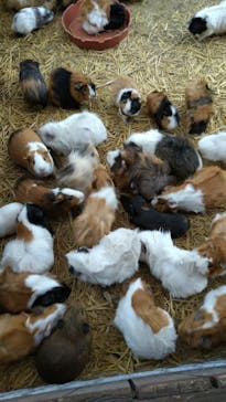 しろとり動物園に投稿された画像（2020/11/28）