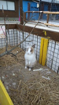 しろとり動物園に投稿された画像（2020/11/28）